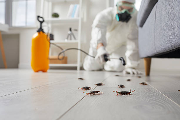 Post-Treatment Bed Bug Interceptor Monitoring in Smithville-Sanders
